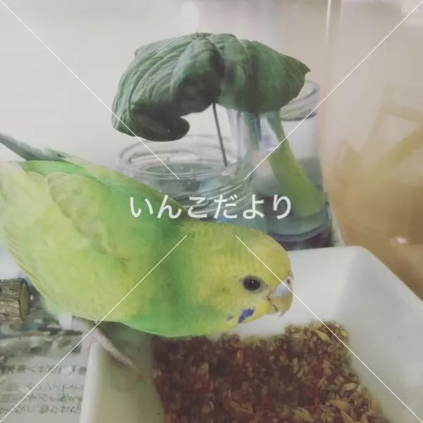 保護鳥の写真