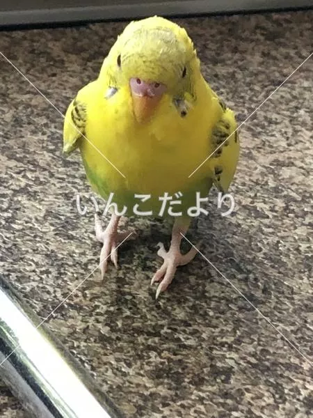保護鳥の写真