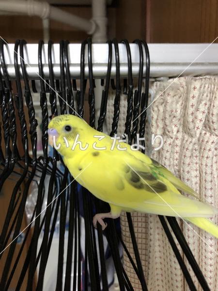迷い鳥の写真