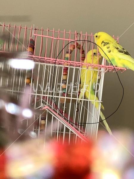 迷い鳥の写真