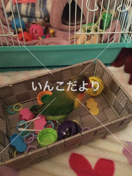 迷い鳥の写真