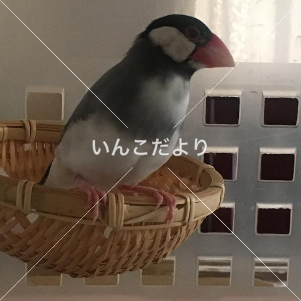 保護鳥の写真