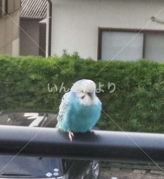 保護鳥の写真