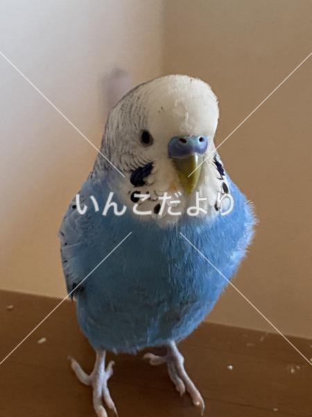 迷い鳥の写真