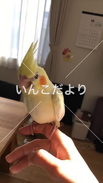 迷い鳥の写真
