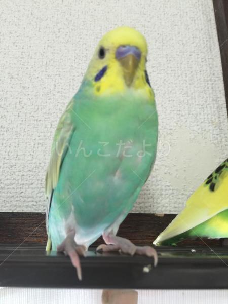 迷い鳥の写真