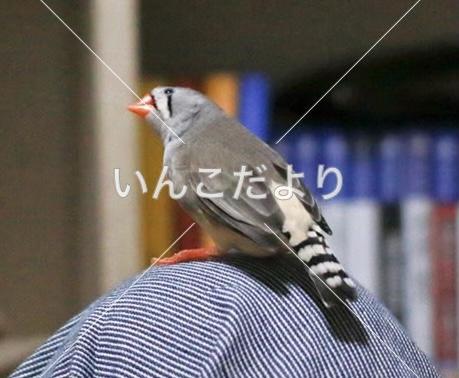 迷い鳥の写真