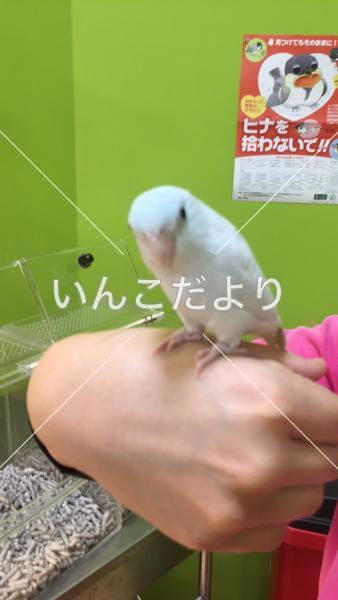 迷い鳥の写真