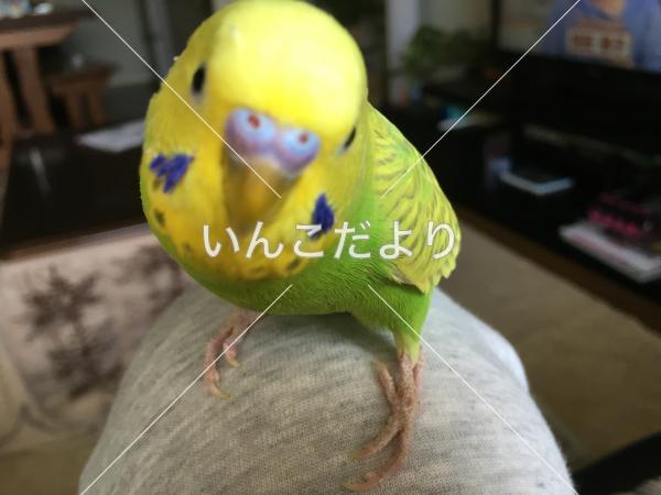 迷い鳥の写真