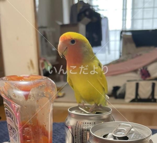 迷い鳥の写真
