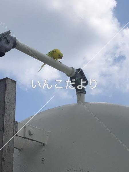 保護鳥の写真