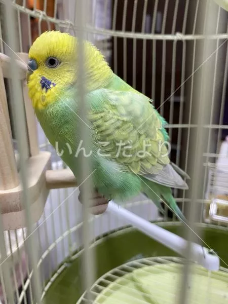 保護鳥の写真