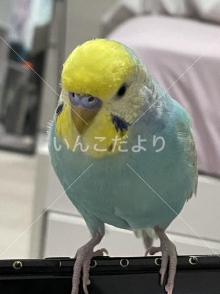 迷い鳥の写真
