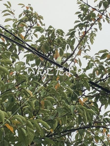 保護鳥の写真