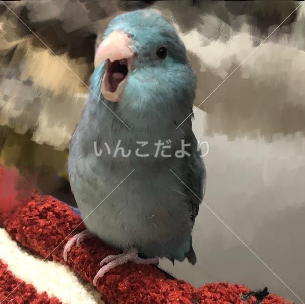 迷い鳥の写真