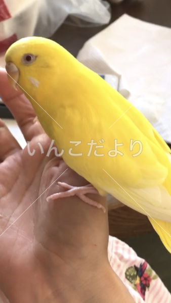 迷い鳥の写真