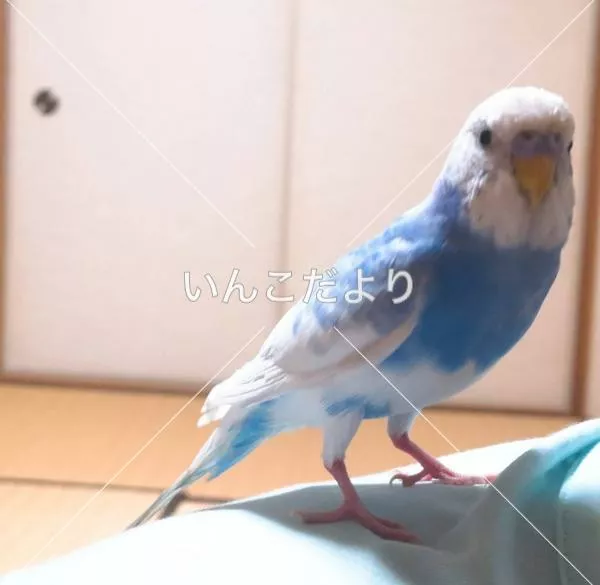 保護鳥の写真