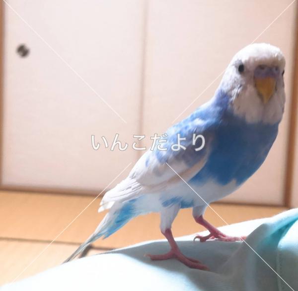 保護鳥の写真