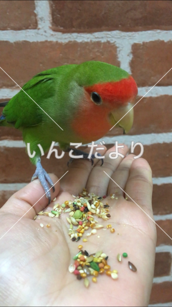 保護鳥の写真