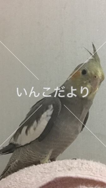 迷い鳥の写真