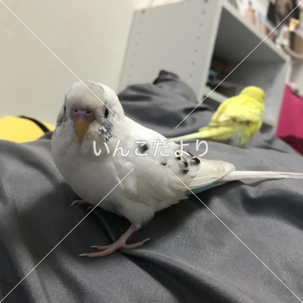 迷い鳥の写真