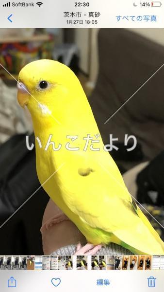 迷い鳥の写真