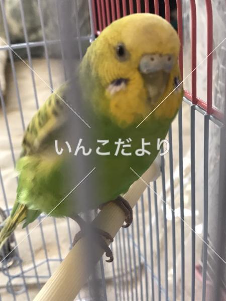 保護鳥の写真