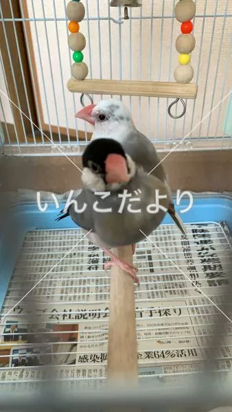 迷い鳥の写真