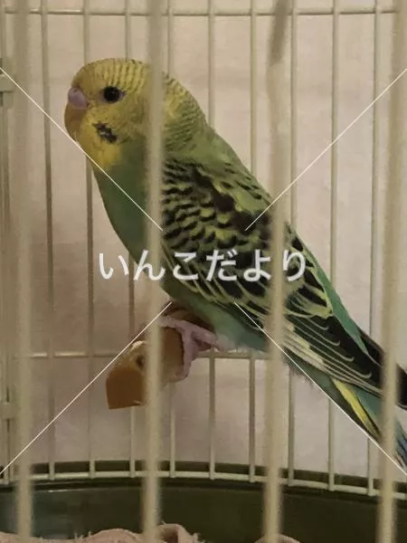 保護鳥の写真