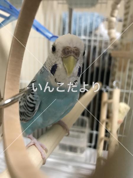 迷い鳥の写真