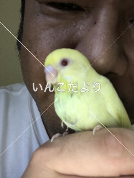 迷い鳥の写真