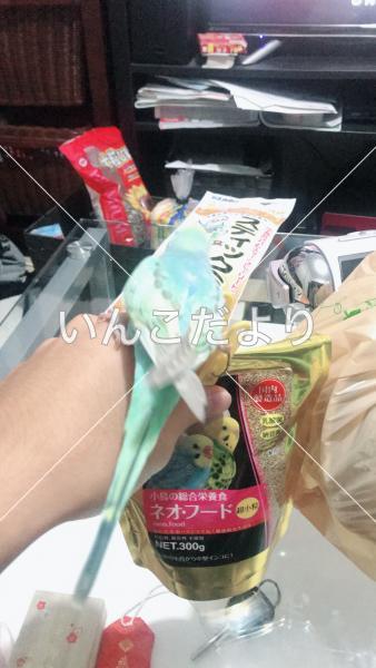迷い鳥の写真