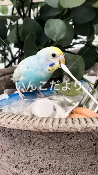 迷い鳥の写真