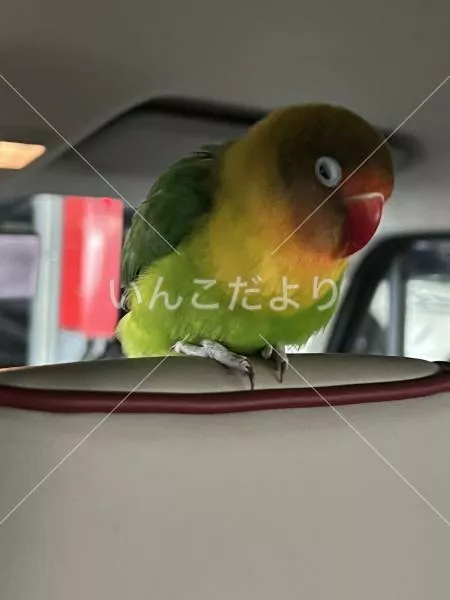 保護鳥の写真