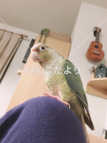 迷い鳥の写真