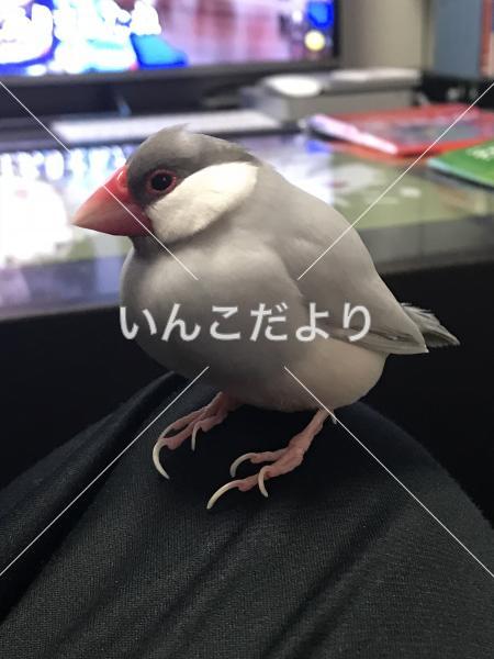 迷い鳥の写真