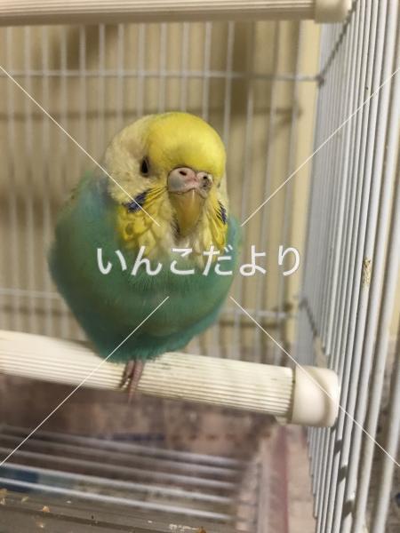 保護鳥の写真