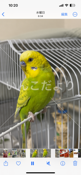 迷い鳥の写真