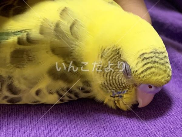 迷い鳥の写真
