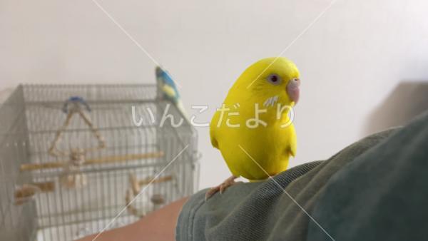 迷い鳥の写真