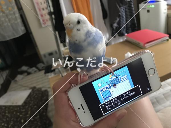 迷い鳥の写真