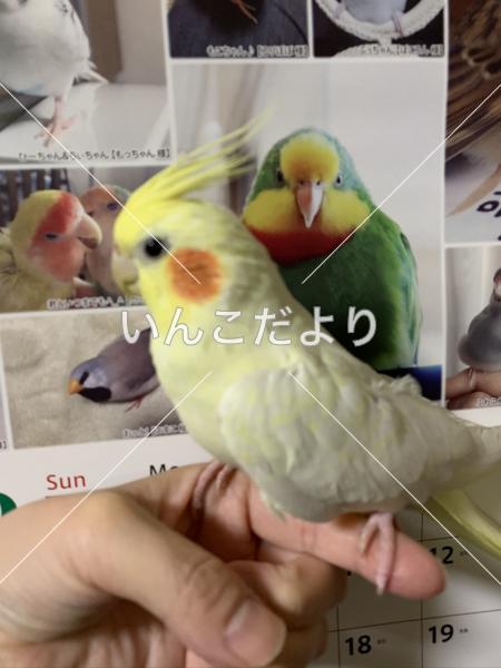迷い鳥の写真