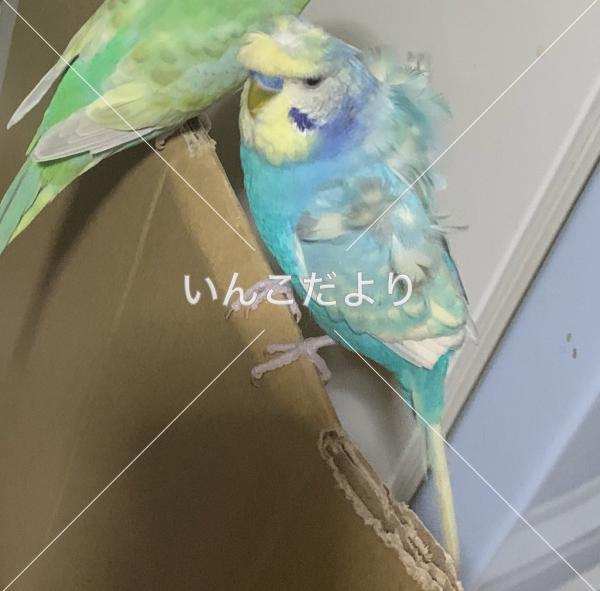 迷い鳥の写真