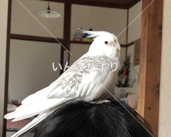 迷い鳥の写真