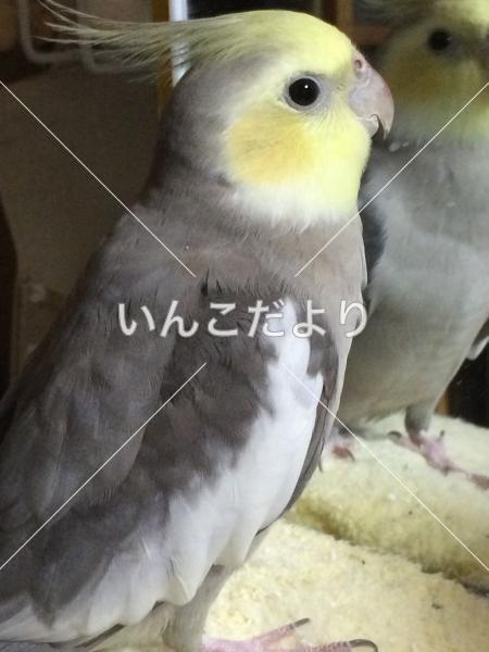 迷い鳥の写真