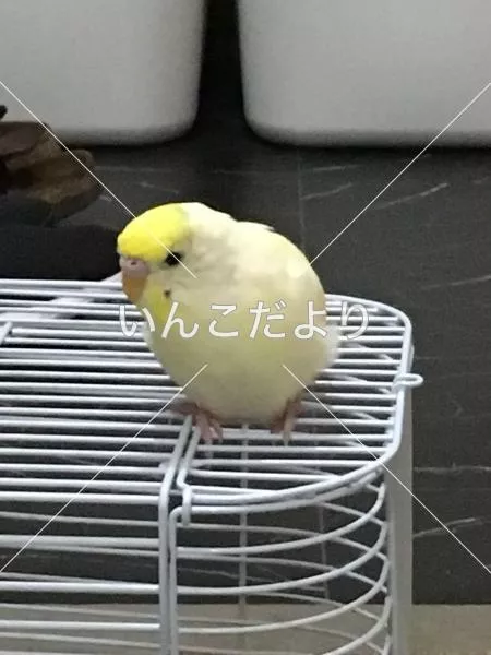 保護鳥の写真