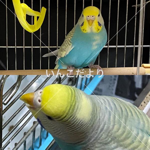 迷い鳥の写真