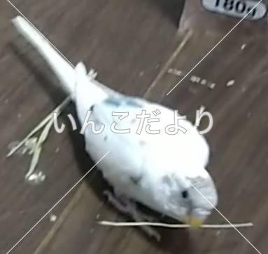 迷い鳥の写真