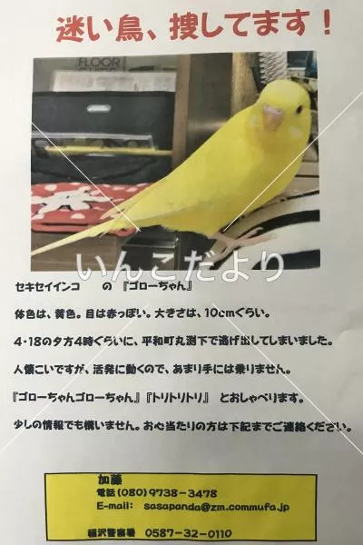 迷い鳥の写真