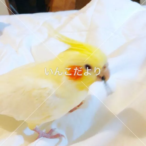 迷い鳥の写真